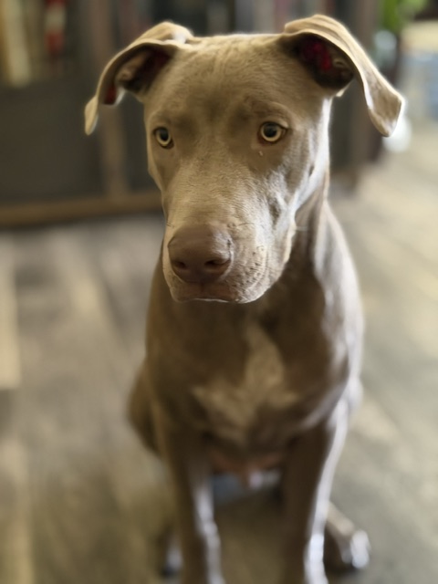 Buddy the technician